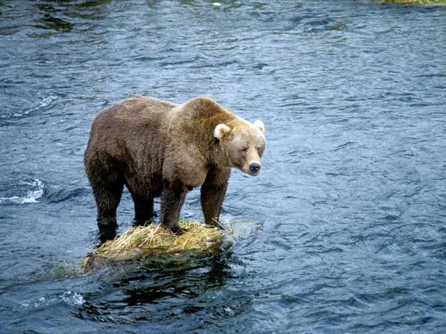 This bear would like to be a poodle.