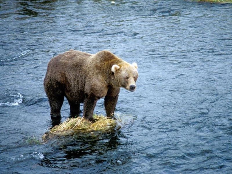This bear would like to be a poodle.