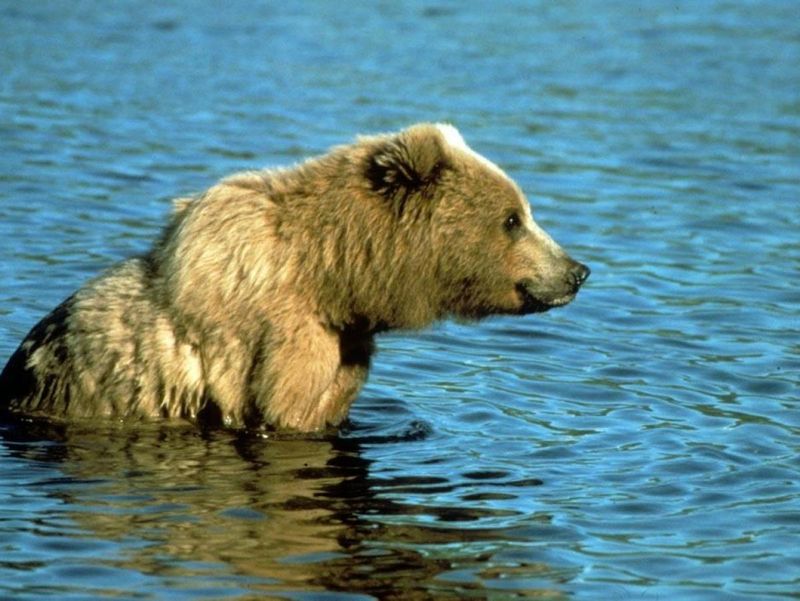 He sits in the water pondering what life would be as a poodle.